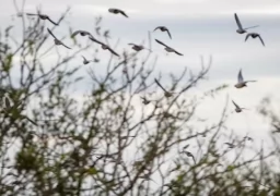 Dove Hunting Argentina