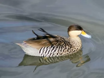 Silver Teal Duck