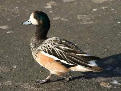 Chiloe Wigeon Duck
