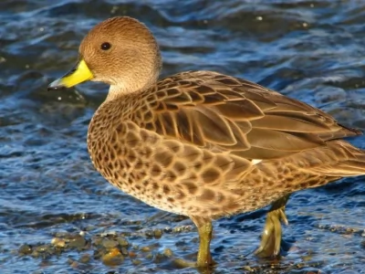 Yellow Billed Pintail Duck