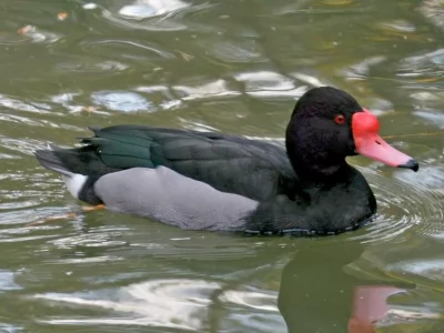 Rosybill Pochard Duck