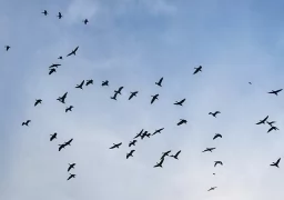 ducks flying high