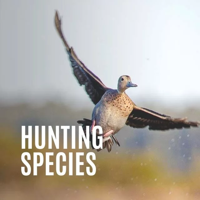 Hunting Species