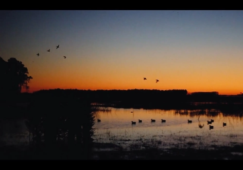  Duck Hunt at Rosy Billed Lodge